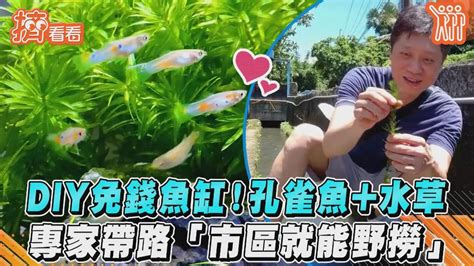 免費魚缸|DIY免錢魚缸！孔雀魚+水草 專家帶路「市區就能野撈」｜TVBS新 